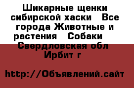 Шикарные щенки сибирской хаски - Все города Животные и растения » Собаки   . Свердловская обл.,Ирбит г.